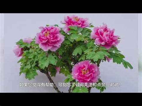 分明壹樹牡丹花